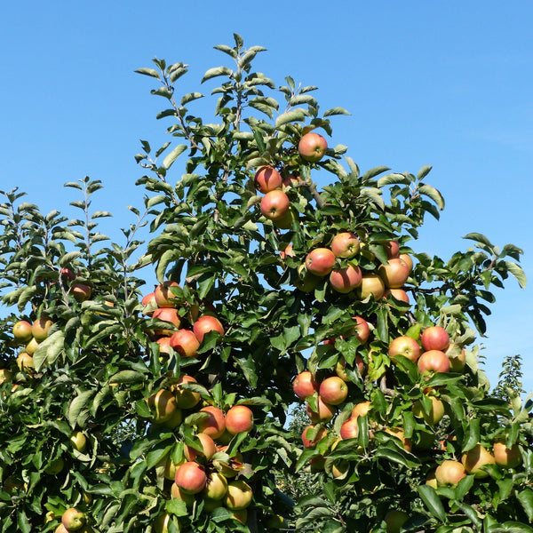 Appelboom Verrassing