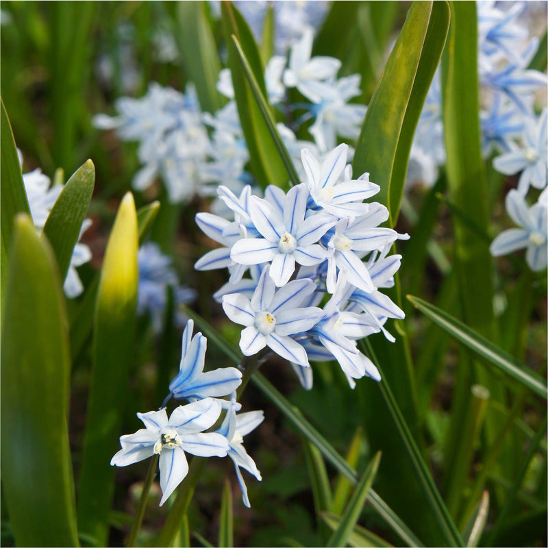Buishyacint, voorjaarsbol met blauwe lijnen op de witte bloemetjes