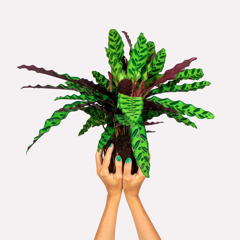 handen houden calathea lancifolia in de lucht, plant heeft felgroen spits blad met grafisch patroon, en rode onderkant