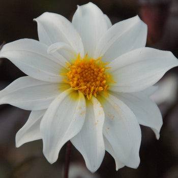 Dahlia Little Swan ™