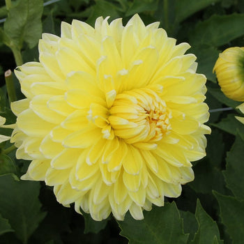 Dahlia Bilbao