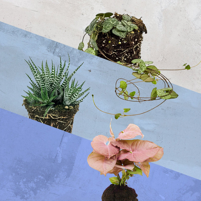 Drie schattige mini's, kleine plantjes tegen blauwe achtergrond