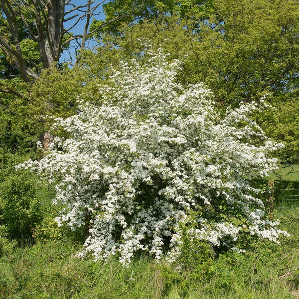 Eenstijlige meidoorn