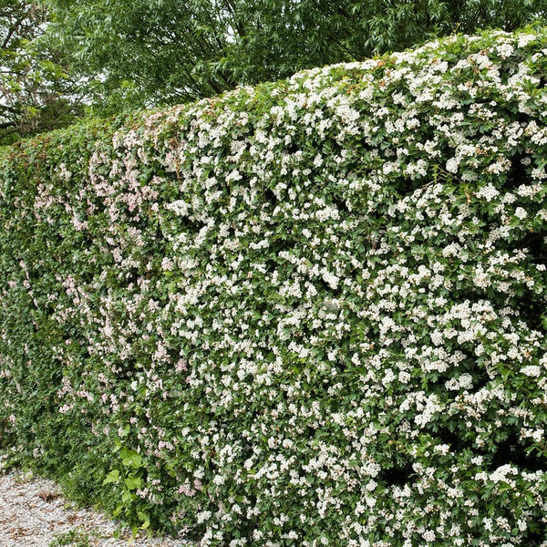 Eenstijlige meidoorn