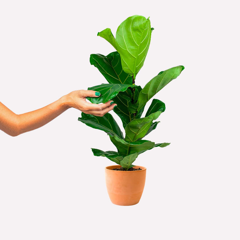 Ficus lyrata in een terracotta pot. Een hand raakt het blad aan.