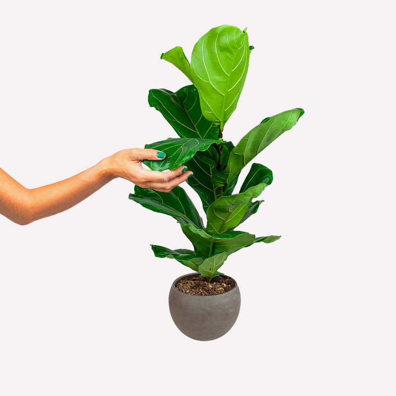 Ficus lyrata in een grijze ronde terracotta pot. Een hand raakt het blad aan.