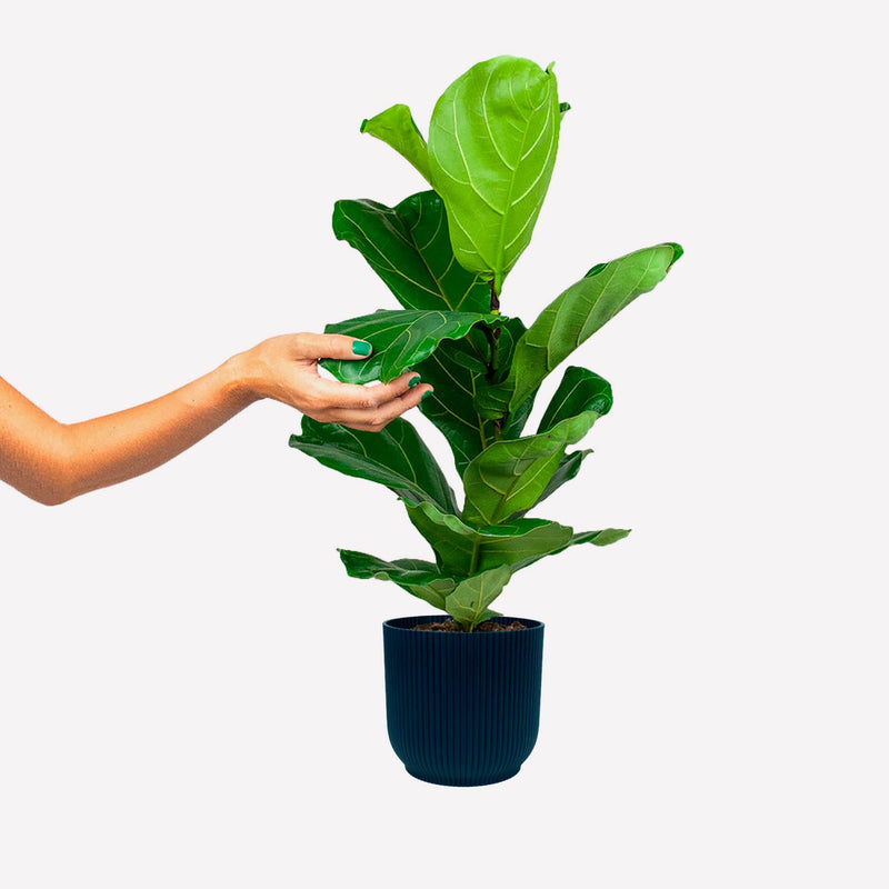 Ficus lyrata in een donkerblauwe geribbelde plastic pot. Een hand raakt het blad aan.