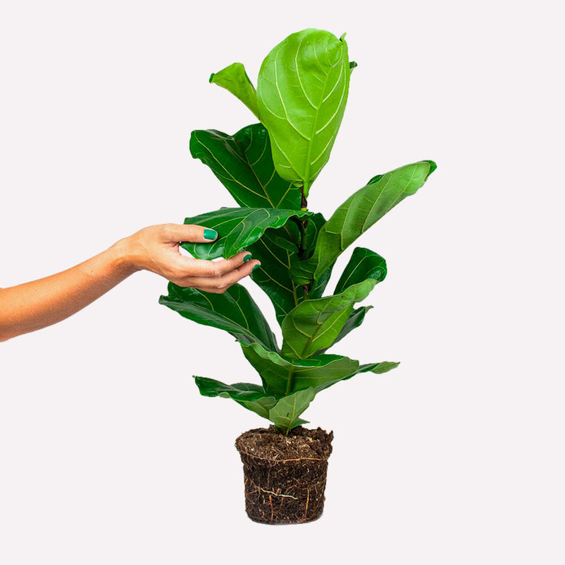 Ficus Lyrata, plant met grote groene bladeren met lichte nerven, een hand pakt een van zijn bladeren.
