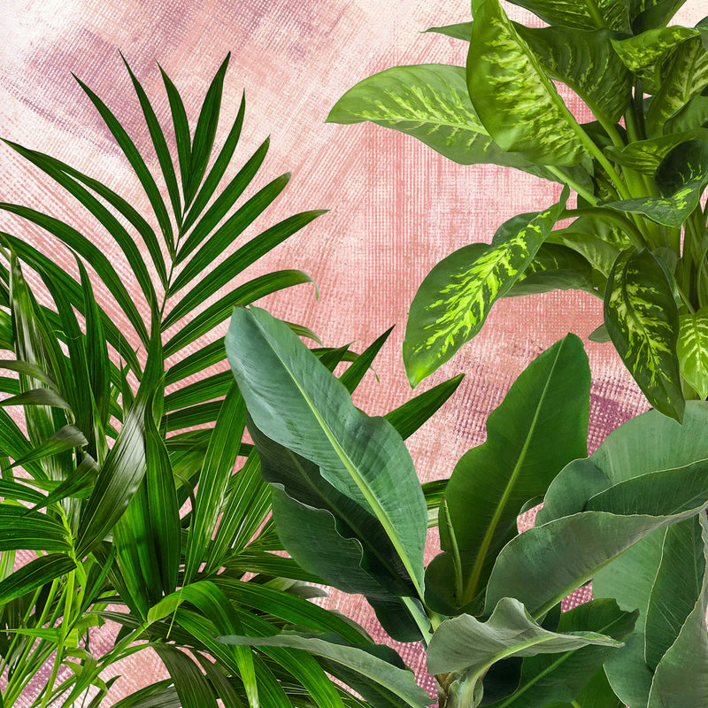     groots-groen-bamboe  2048 × 2048px  Groots groen, collage van 3 grote kamerplanten met roze achterwand