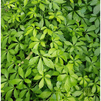 Onsterfelijkheidskruid