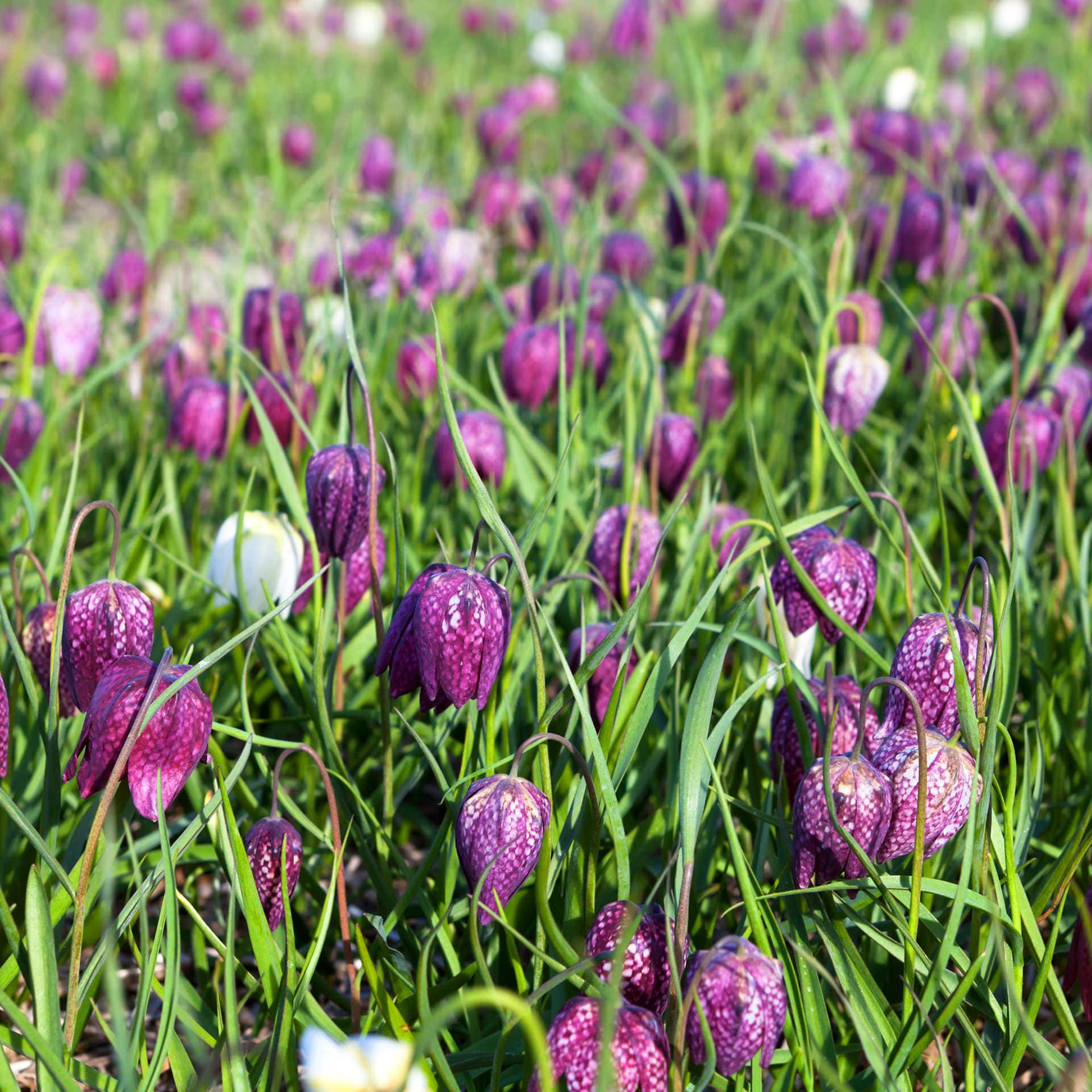 Kievitsbloem Bollen | Biologische Bloembollen | Sprinklr.co