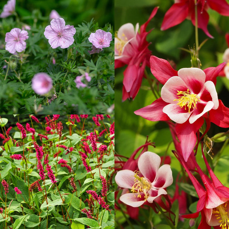 Collage van plantenpakket Kleurenpracht Half-zon, planten met rode, donkerroze en lichtroze bloemen