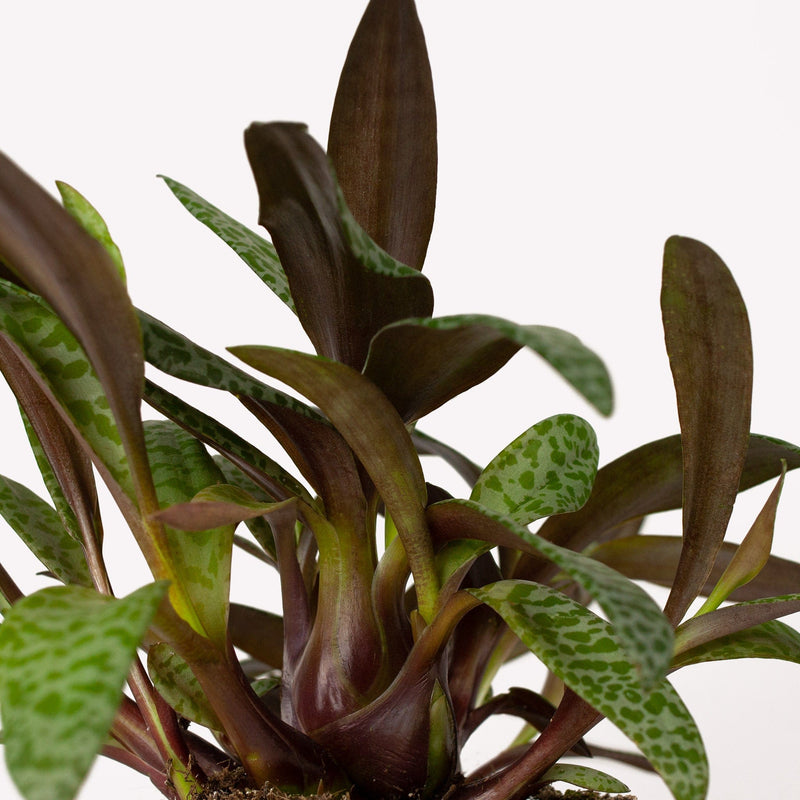 ledebouria, close up van kern van plant met donker blad
