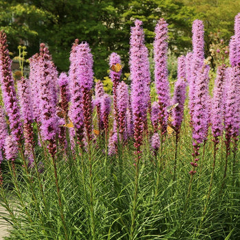 Liatris spicata - 6 knolletjes