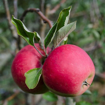 Appelboom Elstar