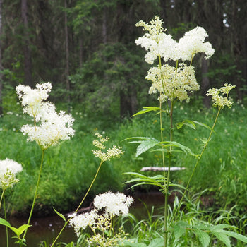 Moerasspirea