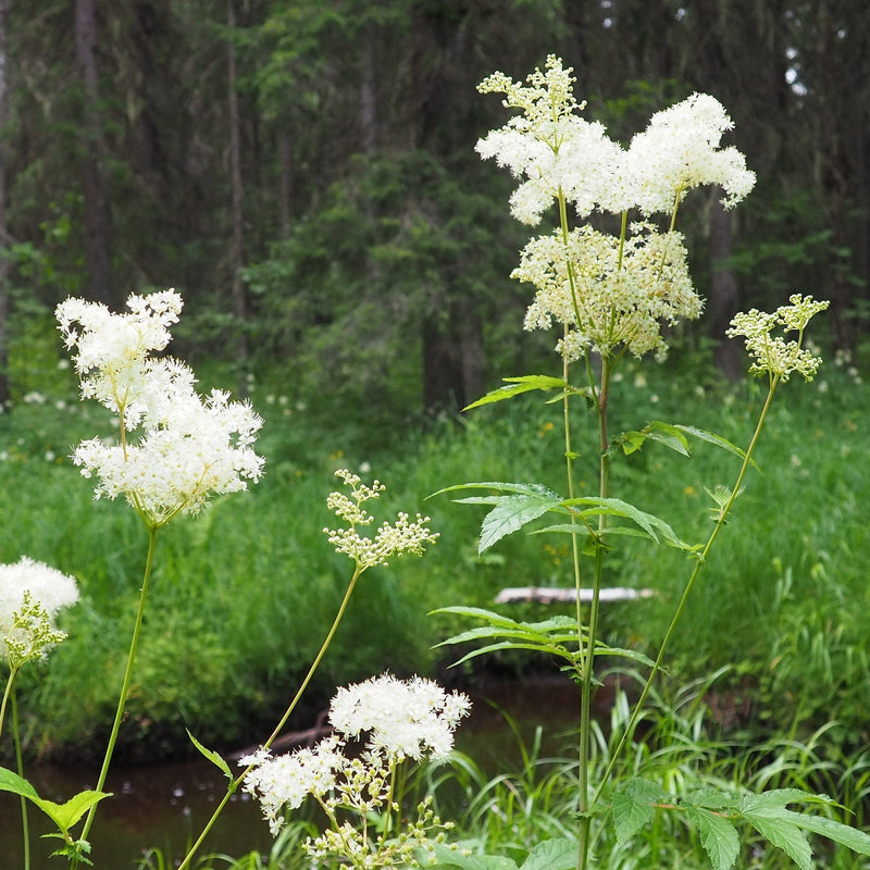 Biologische moerasspirea, houdt van natte grond. 