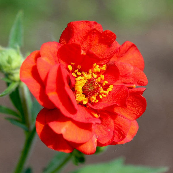 Deze biologisce Rode nagelkruid staat in volle bloei .