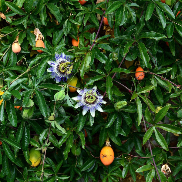 Passiebloem