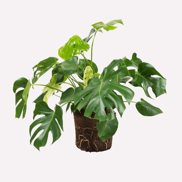 Philodendron Monstera Deliciosa