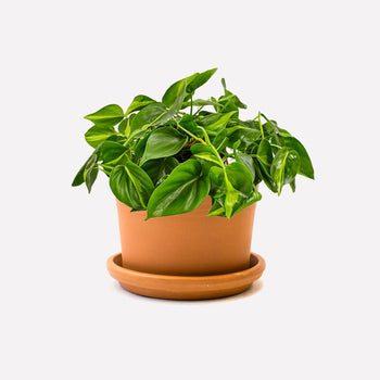 Philodendron scandens Brasil in pot 🎁