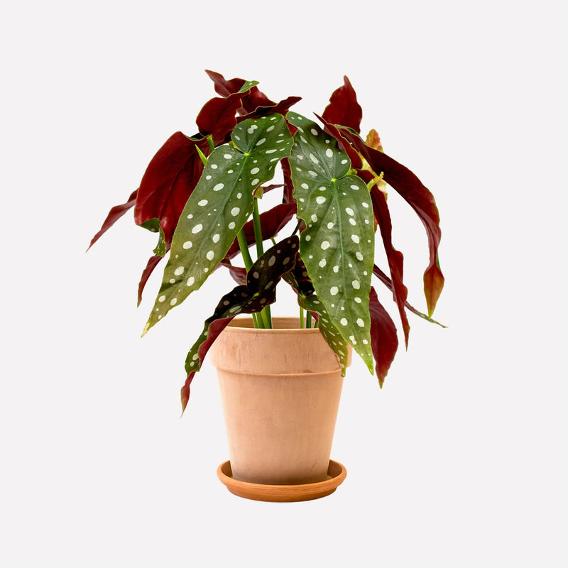 Polkadot begonia in terracotta pot