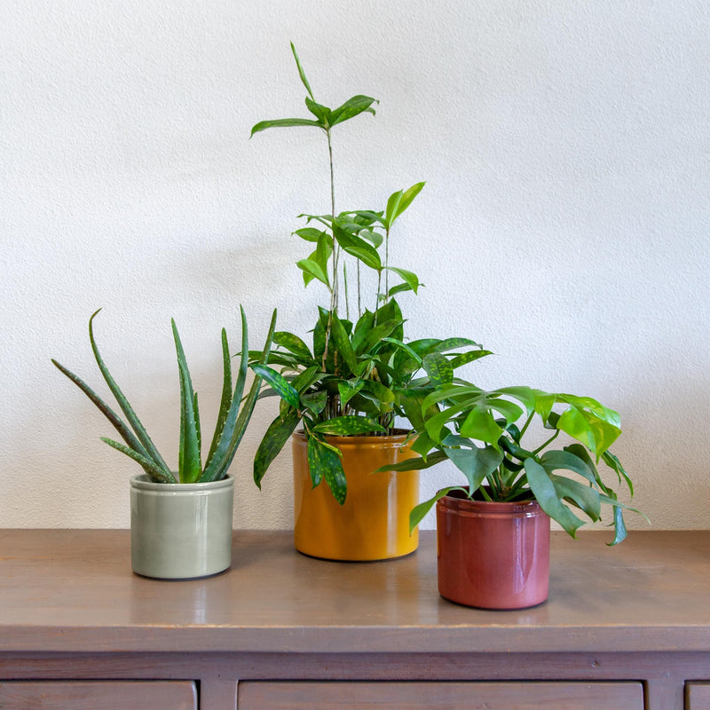 Drie keramieken potten in rood, geel en grijs met planten erin