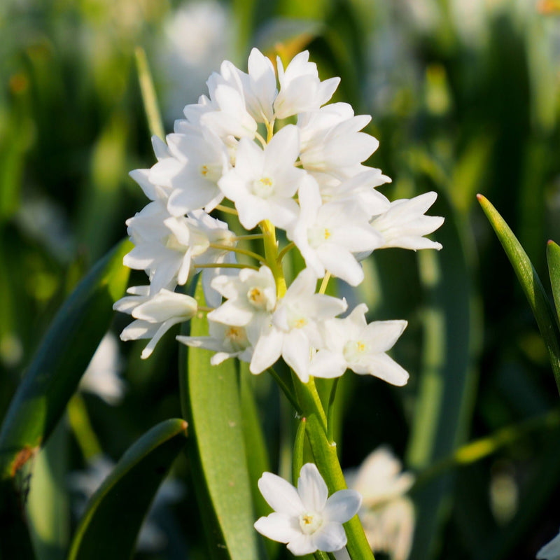 Puschkinia alba, witte bloemetjes tegen groen gras