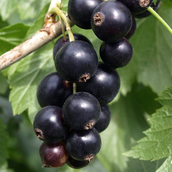 Zwarte Bes Little black Sugar