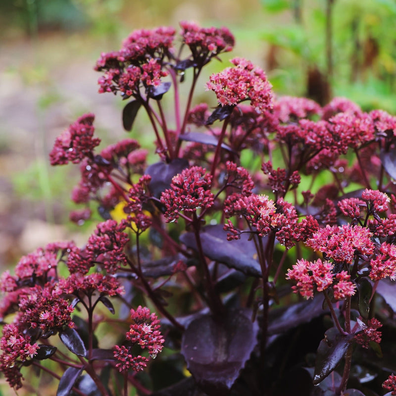 sedum, donkerrood blad met roze bloemen