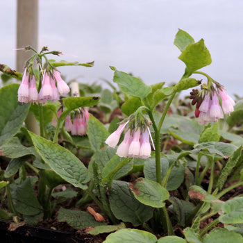 Smeerwortel Wisley Blue