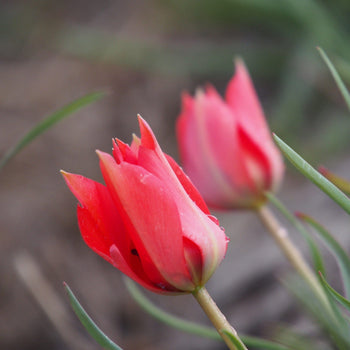 Tulp Linifolia