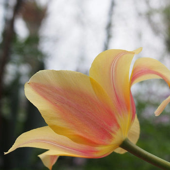 Tulp Blushing Lady