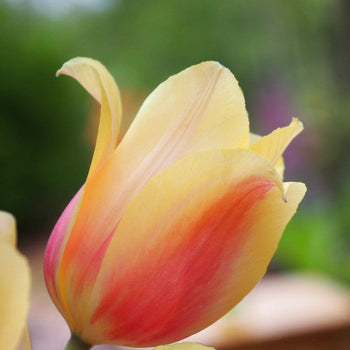 Tulp Blushing Lady
