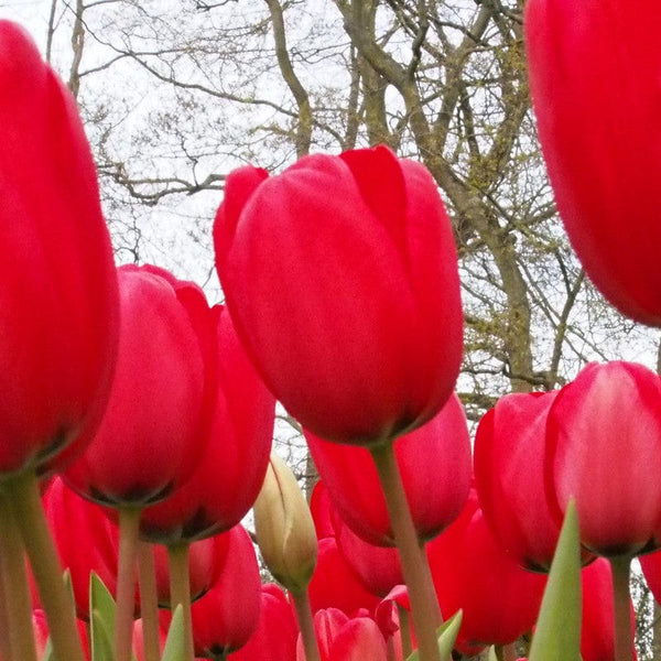 Tulp Red Impression