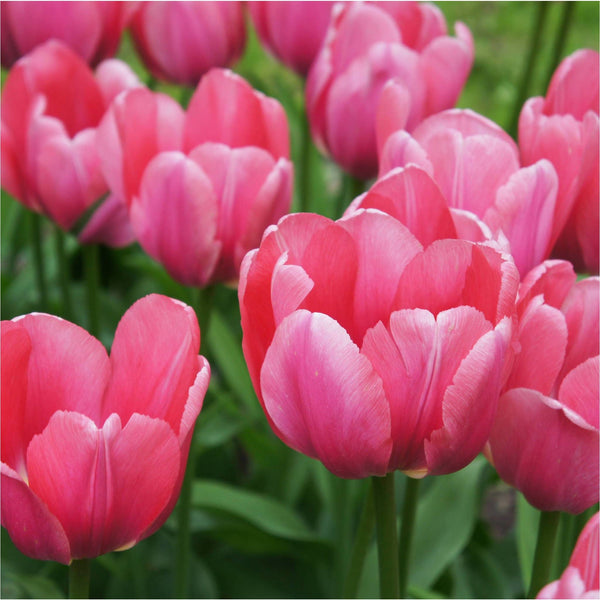 Prachtige roze tulpen
