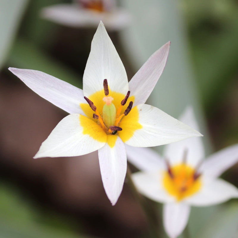 Tulp Turkestanica, bloemen als vrolijke witte sterretjes met geel hart