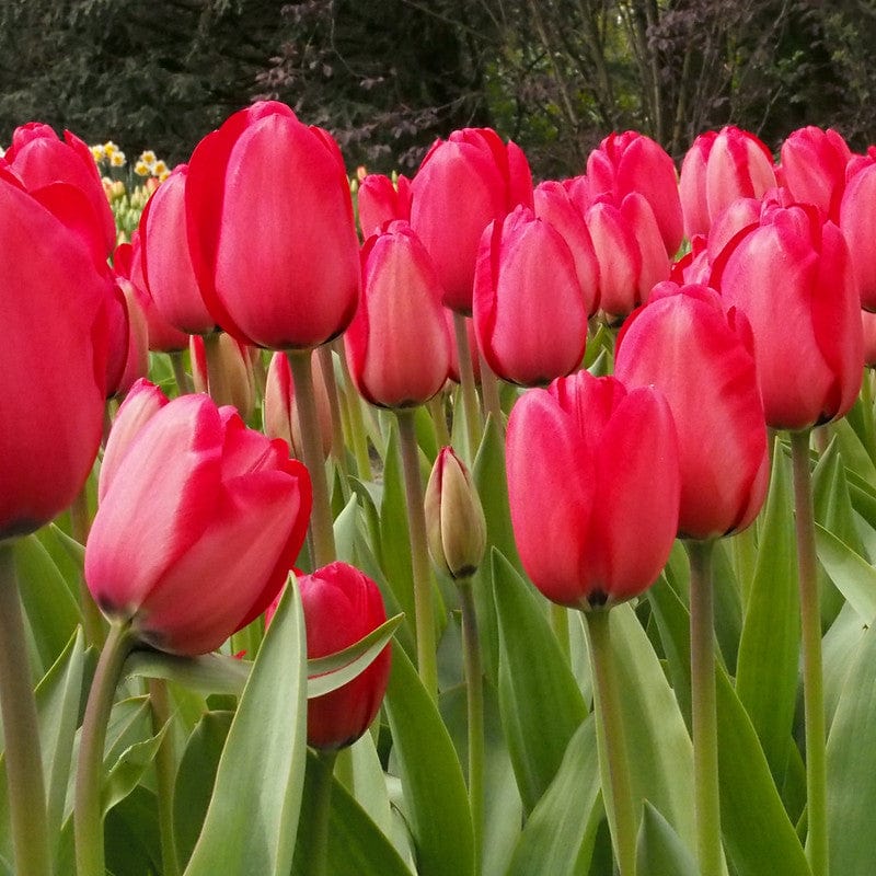 biologische bloembollen die zijn uitegroeid tot Red impression tulpen