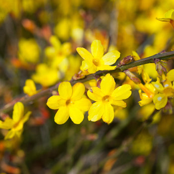 Winterjasmijn