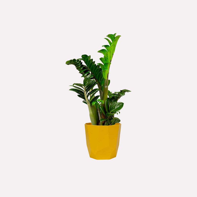 Kleine ZZ-plant, totale plant met lange stelen en glanzende amandelvormige bladeren in gele plastic pot.