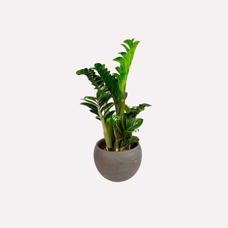 Kleine ZZ-plant, totale plant met lange stelen en glanzende amandelvormige bladeren in grijze ronde terracotta pot.