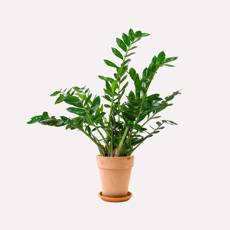 Grote Zz-plant, totale plant met lange stelen met glanzende amandelvormige bladeren in terracotta pot.