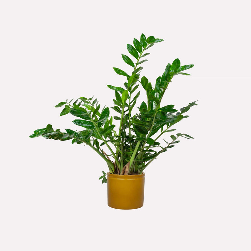 Grote Zz-plant, totale plant met lange stelen met glanzende amandelvormige bladeren in mosterdgele pot.
