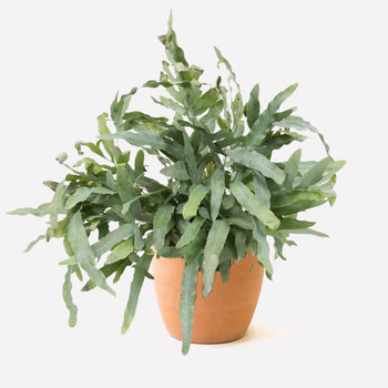 Zinkvaren in pot 🎁