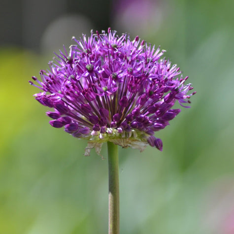 Allium Purple Sensation