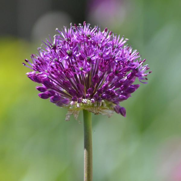 Allium Purple Sensation