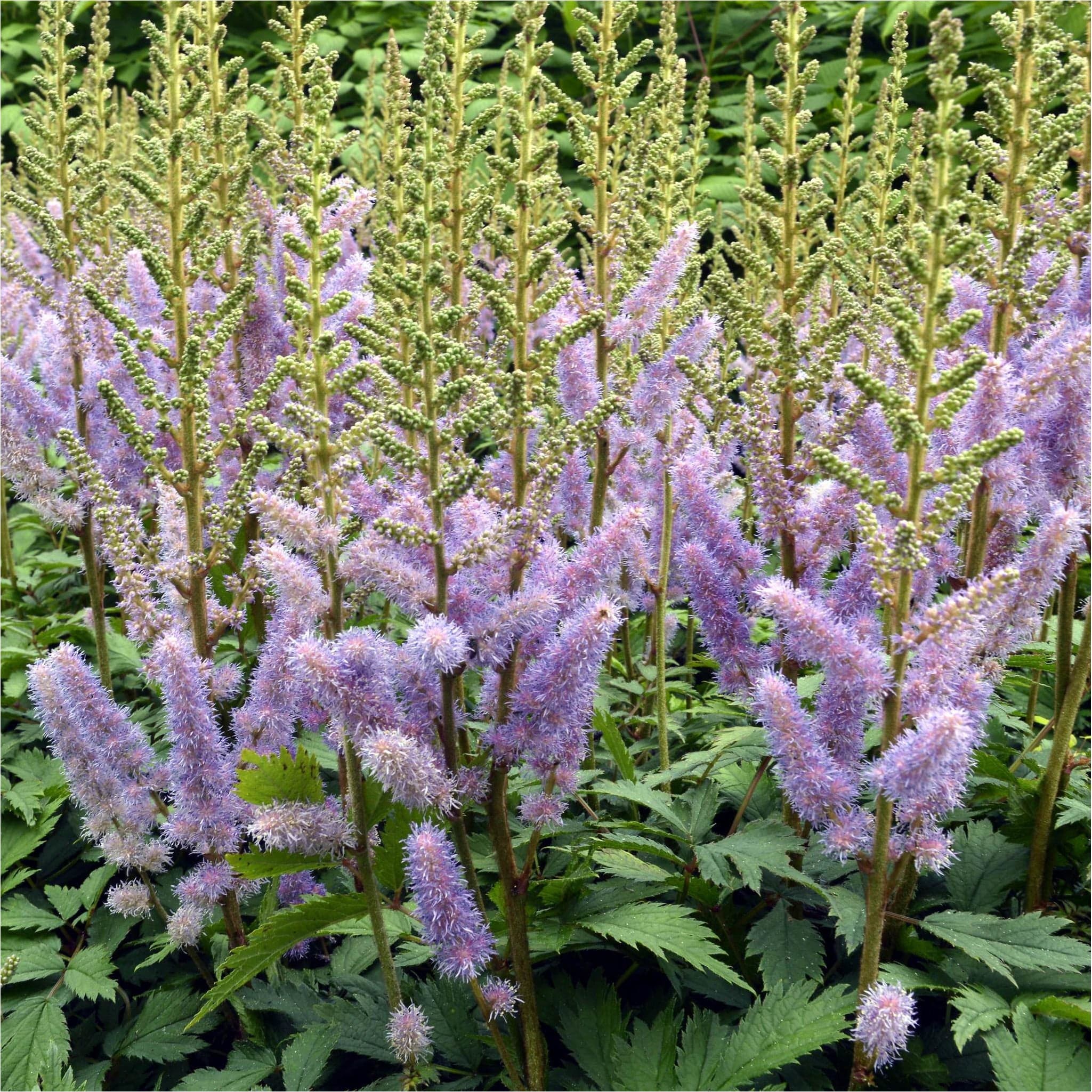 Astilbe Pumila – Sprinklr