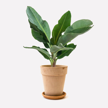 Bananenplant in pot 🎁