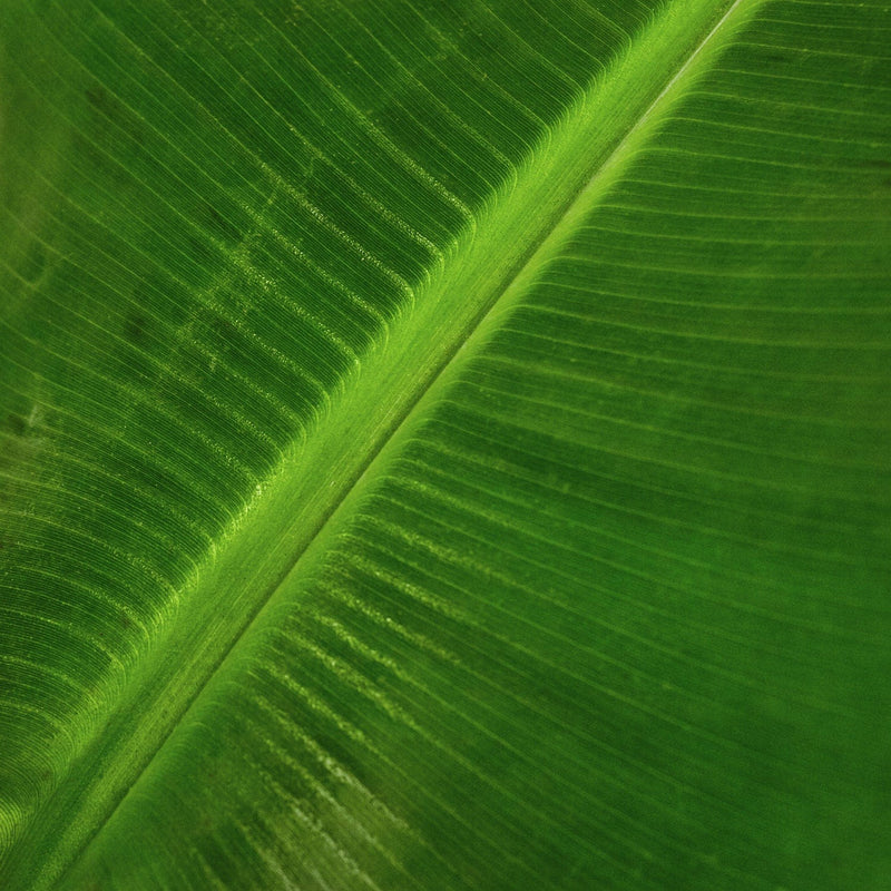 bananenplant musa, closeup van een groen blad.