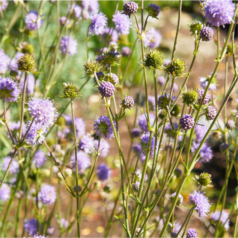 Beemdkroon, tuinplant met paarse bloemetjes